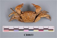 藏品(班慶蟹)的圖片